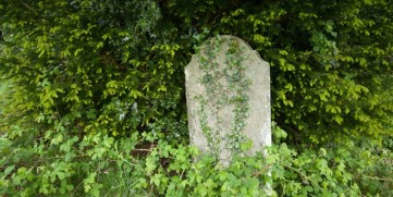 Cemetery headstone overgrown with ivy and vines
