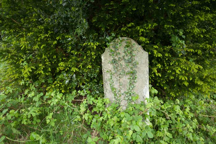 Cemetery headstone overgrown with ivy and vines